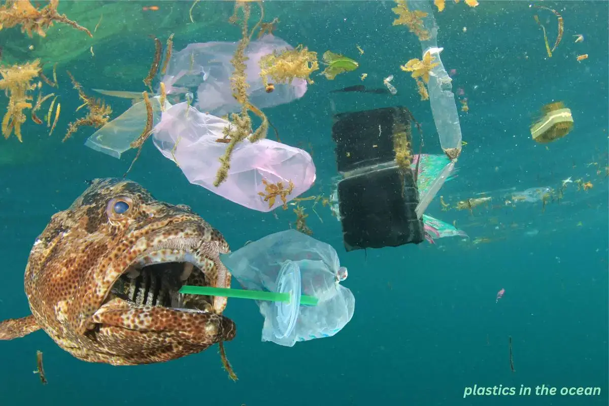 Plastics consuming by fish in the ocean