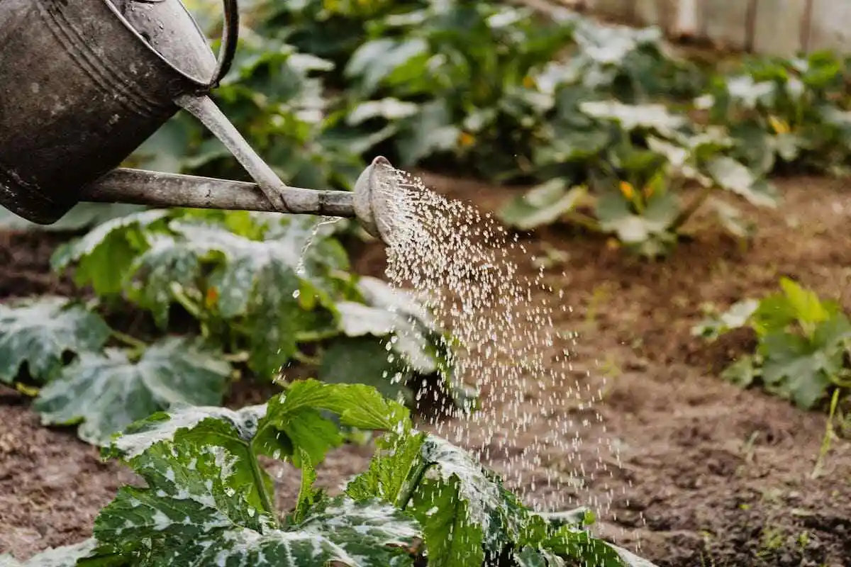 Watering plants wisely