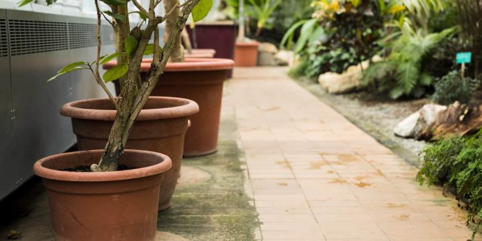 plants with pot putting on the backyard of home